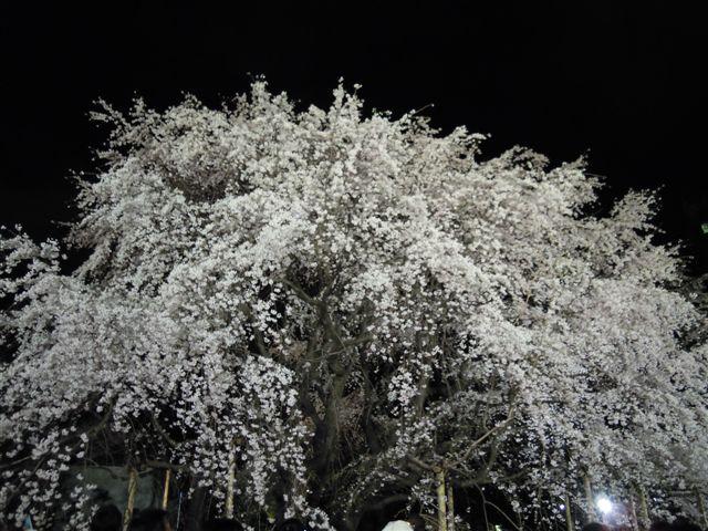 夜桜