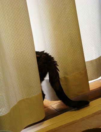 001きよ姉のしっぽ