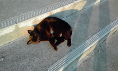 110203_弓ヶ浜の猫