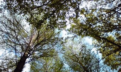 木々110425_1614~02