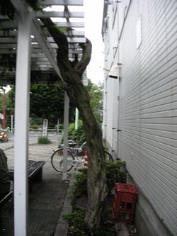 ストアー前の藤棚