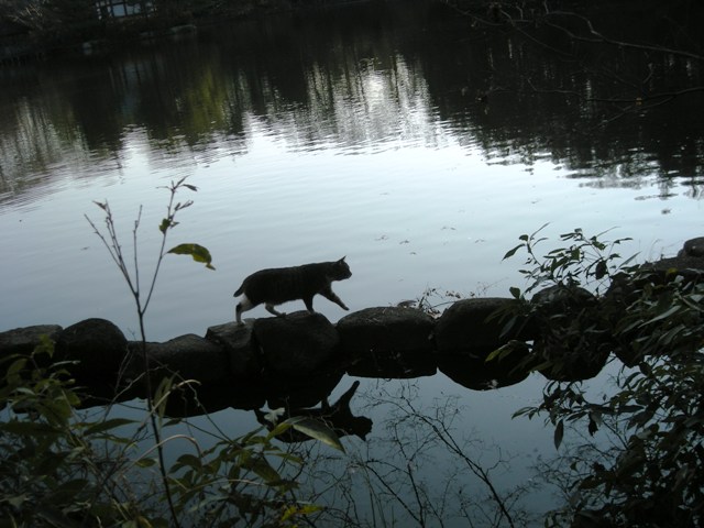 公園猫の湖面散歩