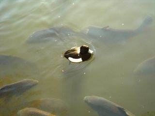 キンクロハジロと鯉