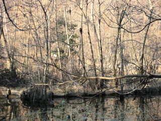 冬枯れの林で集うカラスたち