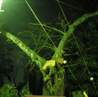 桜のおばあさん003