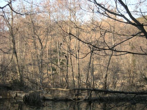 林で集うカラスたち