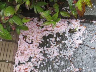 099庭の桜