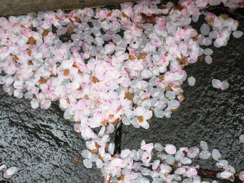 100敷石桜
