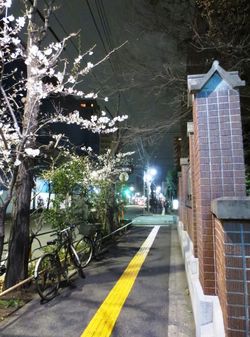東大前桜020