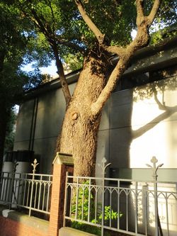 バンザイ叔父さん007