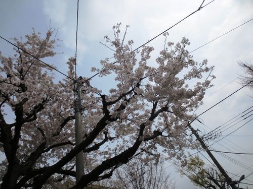 ゜013電信柱と合体