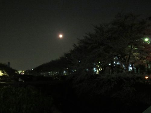 対岸の夜桜012