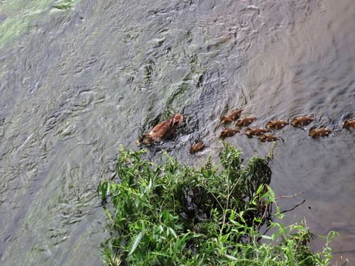 川を見ていたら。1002