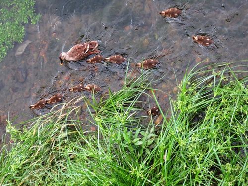 付いてくるのよ。009