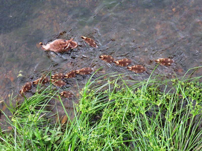 よし、12羽だね。008