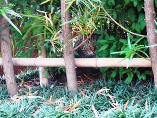 そんな私を見ているあんた。031