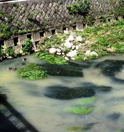001　雨上がりの淀む川
