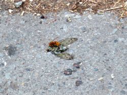 地面セミと蜂067