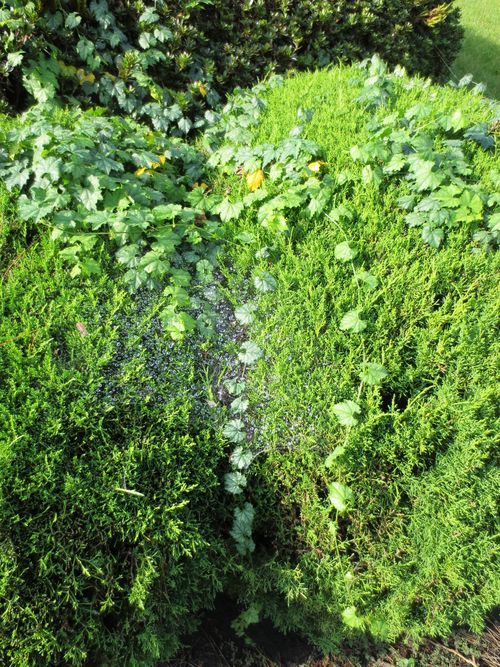 蜘蛛の糸に雫が・・・046