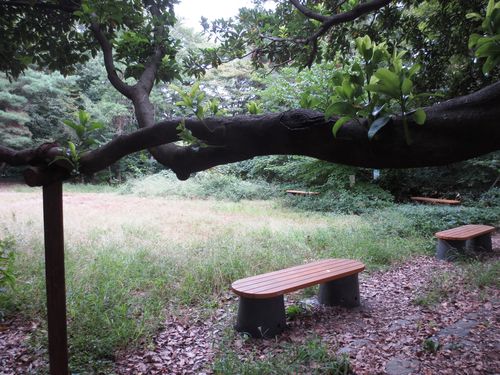 逞しい木の腕039