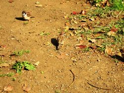 036知らん顔しつつ、うかがう。