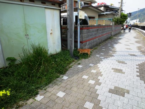 134下田の猫