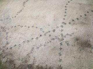 202カラスの足跡