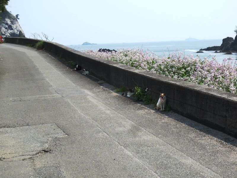 179猫たちにみおくられた