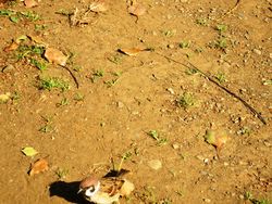 雀035鋭い目つきの