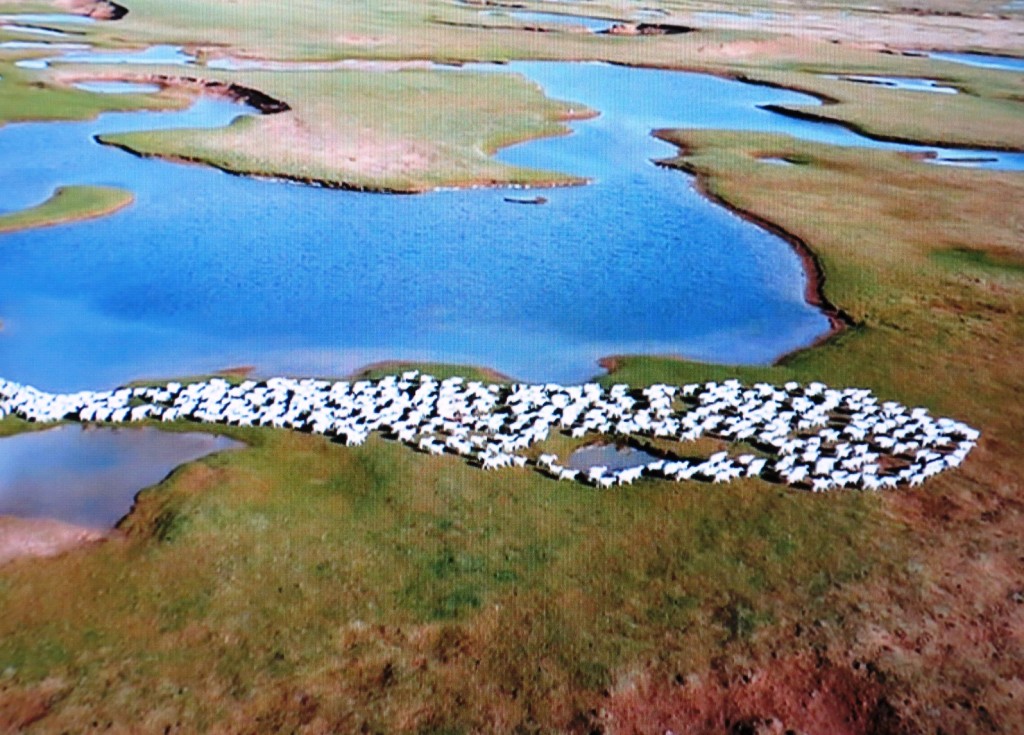 羊の群れ011